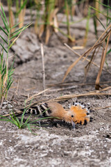 Eurasian Hoopoe or Common hoopoe or Upupa epops