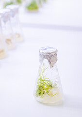 University lab exploring new methods of plant breeding, Alternative green herb medicine, Natural skin care beauty products, Laboratory and development concept.