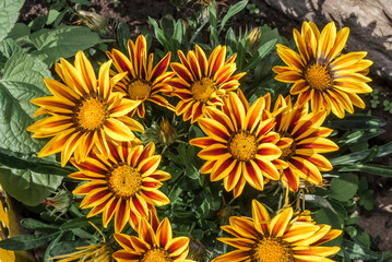 Treasure Flower (Gazania hybrida) in garden