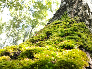 Moss grown on a birch trunk against the background of a beautiful green weight. Abstraction. 
