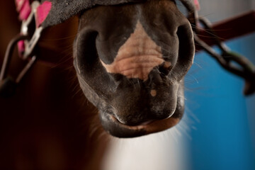 Close-up detail Nose of brown horse, bridle, saddle