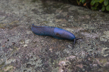 Purple carpathian slug