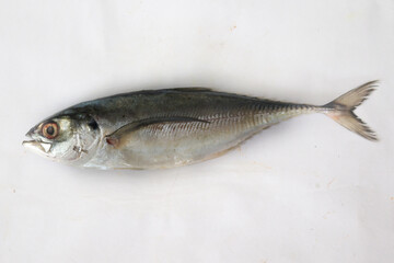 Closeup view of fresh Finletted Mackerel Fish or Torpedo Fish Isolated on a white background.Selective Focus.