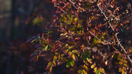 Beautiful closeup view of thorny bush with discolored leaves in autumn season in low mountain range Swabian Alb, Germany. Focus on leaves in center-left.