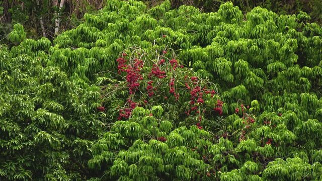 Letchis de l'&icirc;le de La R&eacute;union dans une plantation sur un arbre fruitier dans un climat tropical montre une culture de leetchis sur un arbre vert le fruit rouge avec du vent dans l'arbre