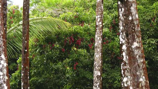 Letchis de l'&icirc;le de La R&eacute;union dans une plantation sur un arbre fruitier dans un climat tropical montre une culture de leetchis sur un arbre vert le fruit rouge avec du vent dans l'arbre