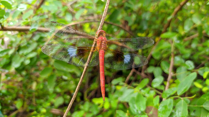Red dragonflay 