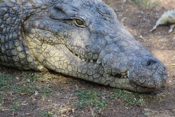 Photos taken in Croc City Crocodile & Reptile Park, Chartwell, South Africa.