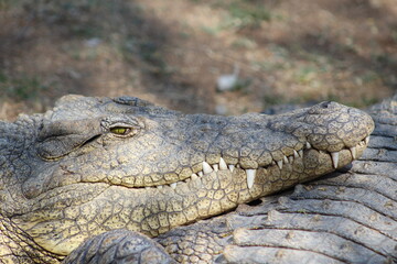 Photos taken in Croc City Crocodile & Reptile Park, Chartwell, South Africa.