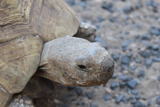 Photos taken in Croc City Crocodile & Reptile Park, Chartwell, South Africa.