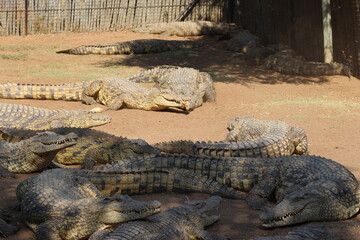 Photos taken in Croc City Crocodile & Reptile Park, Chartwell, South Africa.