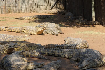 Photos taken in Croc City Crocodile & Reptile Park, Chartwell, South Africa.