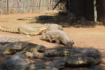 Photos taken in Croc City Crocodile & Reptile Park, Chartwell, South Africa.