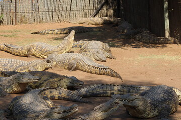 Photos taken in Croc City Crocodile & Reptile Park, Chartwell, South Africa.