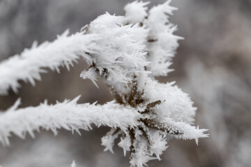 Long ice crystals on frozen tree branches