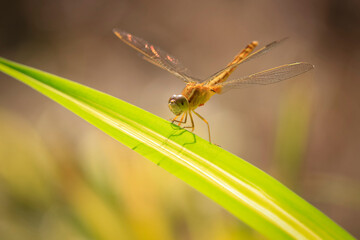 Close up of yellow dragonfly on green leaf, background blur.