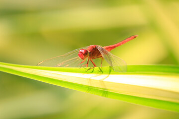 Close up of red dragonfly on green leaf, blurred background.