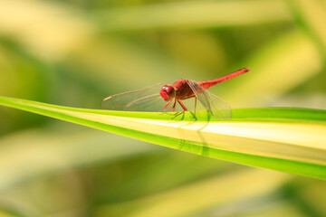 Close up of red dragonfly on green leaf, blurred background.