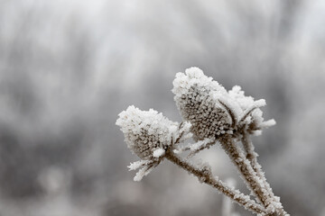 A dried Thistle flower covered in ice crystals