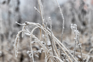 A sharp cold snap covered the meadow with still green grass