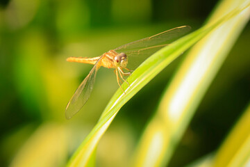 Close up of yellow dragonfly on green leaf, background blur.