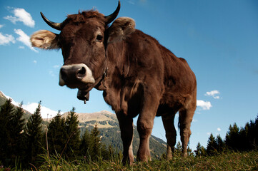 Kuh in den Alpen 