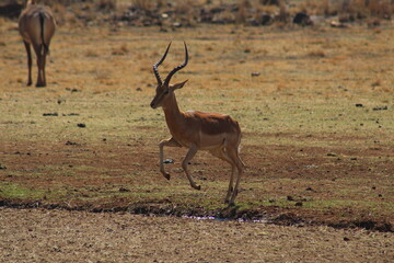 Photos taken in Rhino and Lion Nature Reserve, Krugersdorp, South Africa.