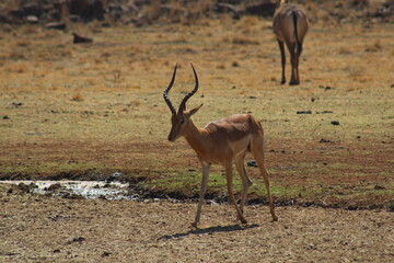 Photos taken in Rhino and Lion Nature Reserve, Krugersdorp, South Africa.