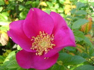 rosehip flower in the Park