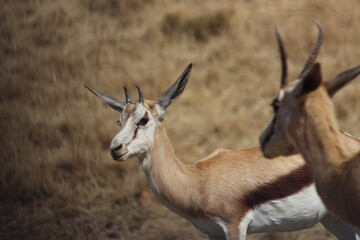 Photos taken in Rhino and Lion Nature Reserve, Krugersdorp, South Africa.