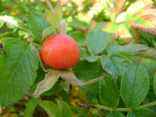 berry of dog rose on the shrub