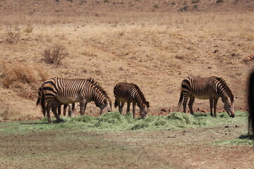 Fototapeta na wymiar Photos taken in Rhino and Lion Nature Reserve, Krugersdorp, South Africa.