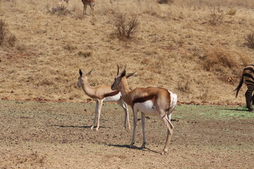 Photos taken in Rhino and Lion Nature Reserve, Krugersdorp, South Africa.