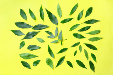 Green ash leaves on color background
