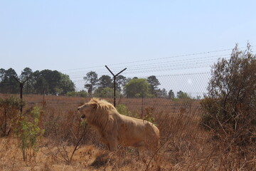 Photos taken in Rhino and Lion Nature Reserve, Krugersdorp, South Africa.