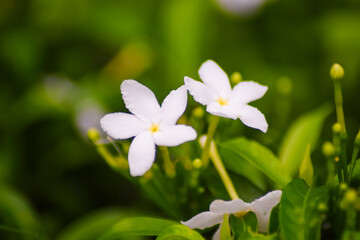 white flowers in the garden