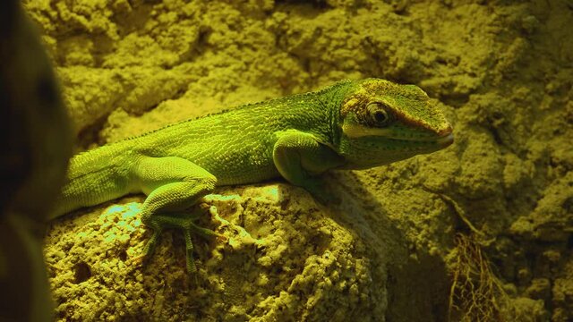 Close up of green lizard looking around
