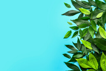 Fototapeta na wymiar Green ash leaves on color background