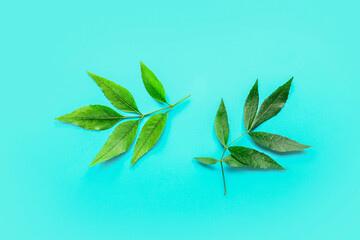 Green ash leaves on color background