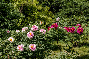 Moutan Tree Peony (Paeonia suffruticosa) in park