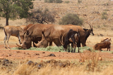 Obraz premium Photos taken in Rhino and Lion Nature Reserve, Krugersdorp, South Africa.