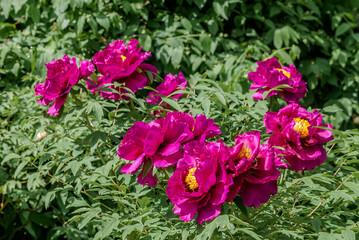 Moutan Tree Peony (Paeonia suffruticosa) in park