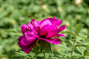 Obraz premium Moutan Tree Peony (Paeonia suffruticosa) in park