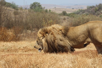 Photos taken in Rhino and Lion Nature Reserve, Krugersdorp, South Africa.