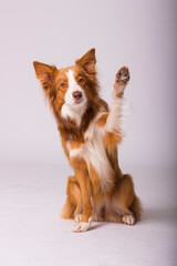 portrait of a border collie dog weaving with its paw on white background