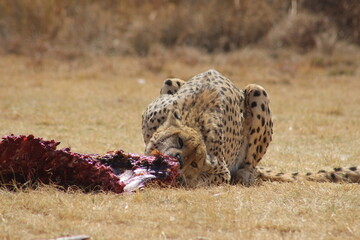 Photos taken in Rhino and Lion Nature Reserve, Krugersdorp, South Africa.