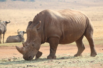 Obraz premium Photos taken in Rhino and Lion Nature Reserve, Krugersdorp, South Africa.