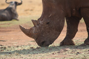 Fototapeta premium Photos taken in Rhino and Lion Nature Reserve, Krugersdorp, South Africa.