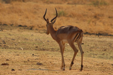 Photos taken in Rhino and Lion Nature Reserve, Krugersdorp, South Africa.