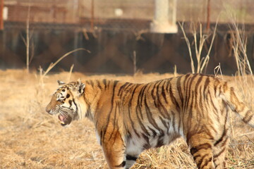 Photos taken in Rhino and Lion Nature Reserve, Krugersdorp, South Africa.